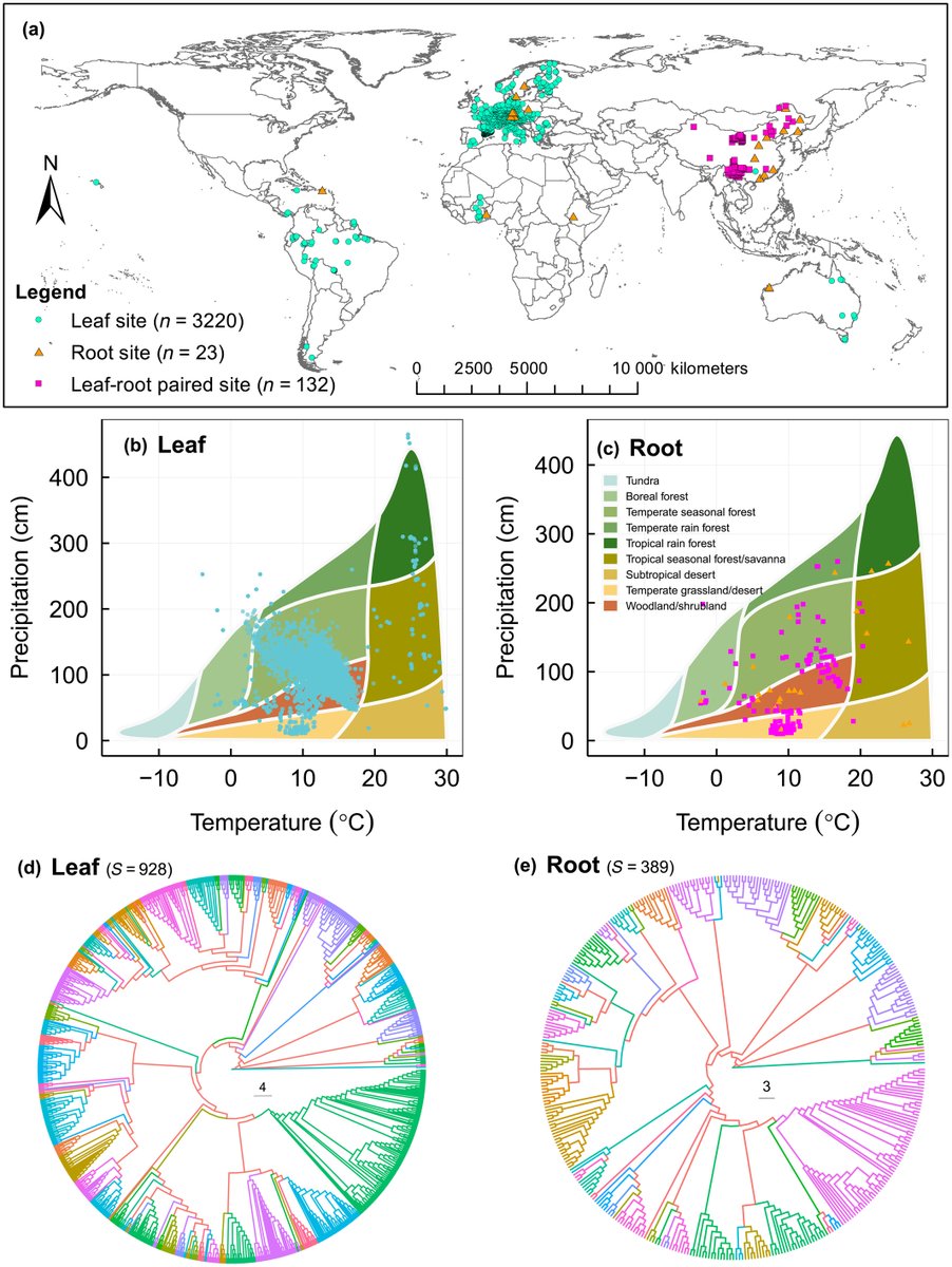 Biogeochemical niche across plant organs

Wang et al.

📖 nph.onlinelibrary.wiley.com/share/VNPVUQMZ…
