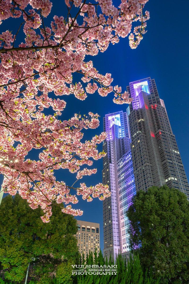 Yuji_48's tweet image. 東京都庁を彩る満開の河津桜