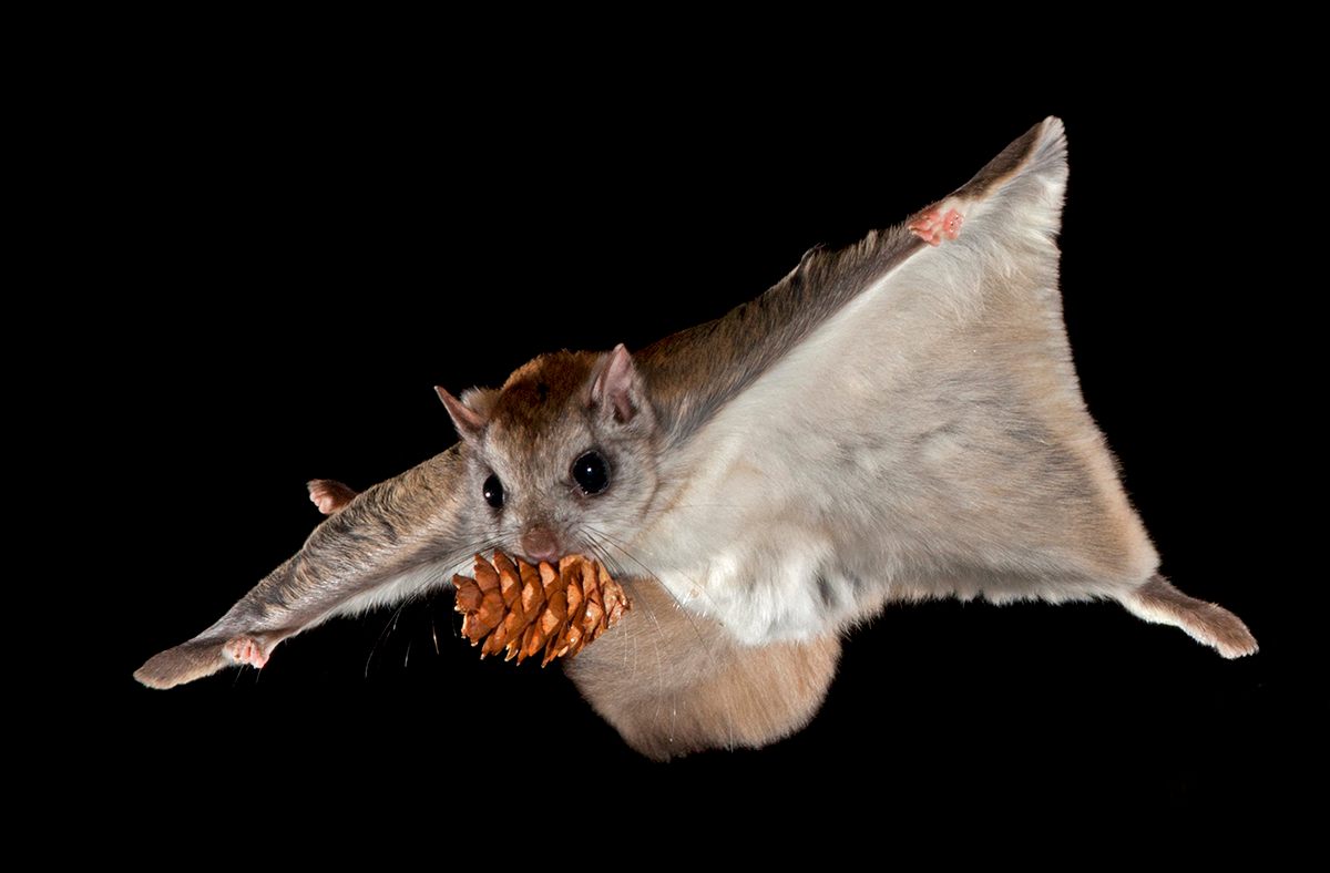 _pmmv_'s tweet image. Cranial morphology in flying squirrels: diet, shape, and size disparity across tropical and temperate biomes
doi.org/10.1186/s12983…
by @alvaro_quegar , @PALEOiris & @hdezfdez
Photo from atlasobscura.com/articles/see-t…