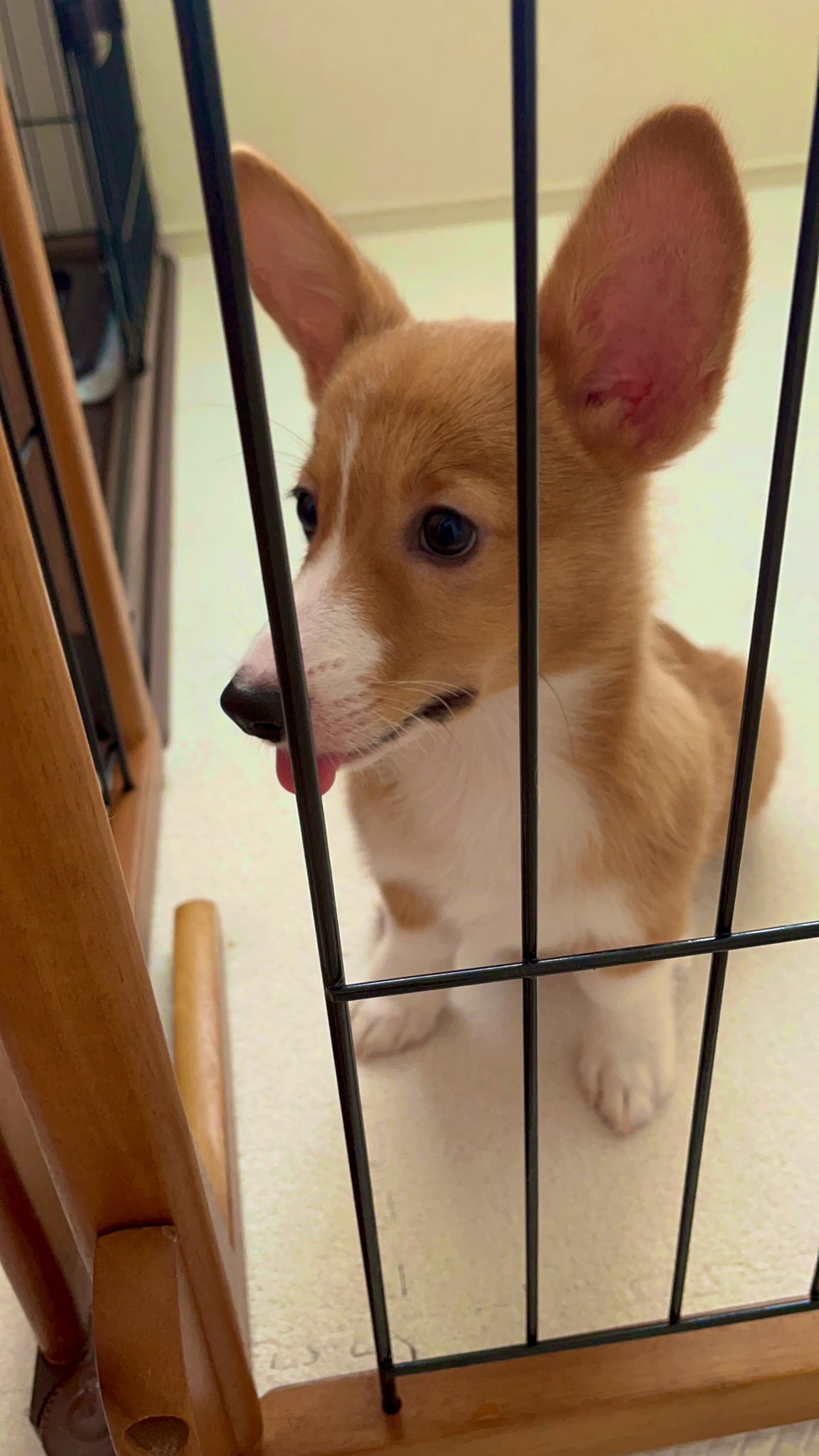 楽天市場】コーギー マグネット 車用 CORGI IN CAR : まいわんちょ