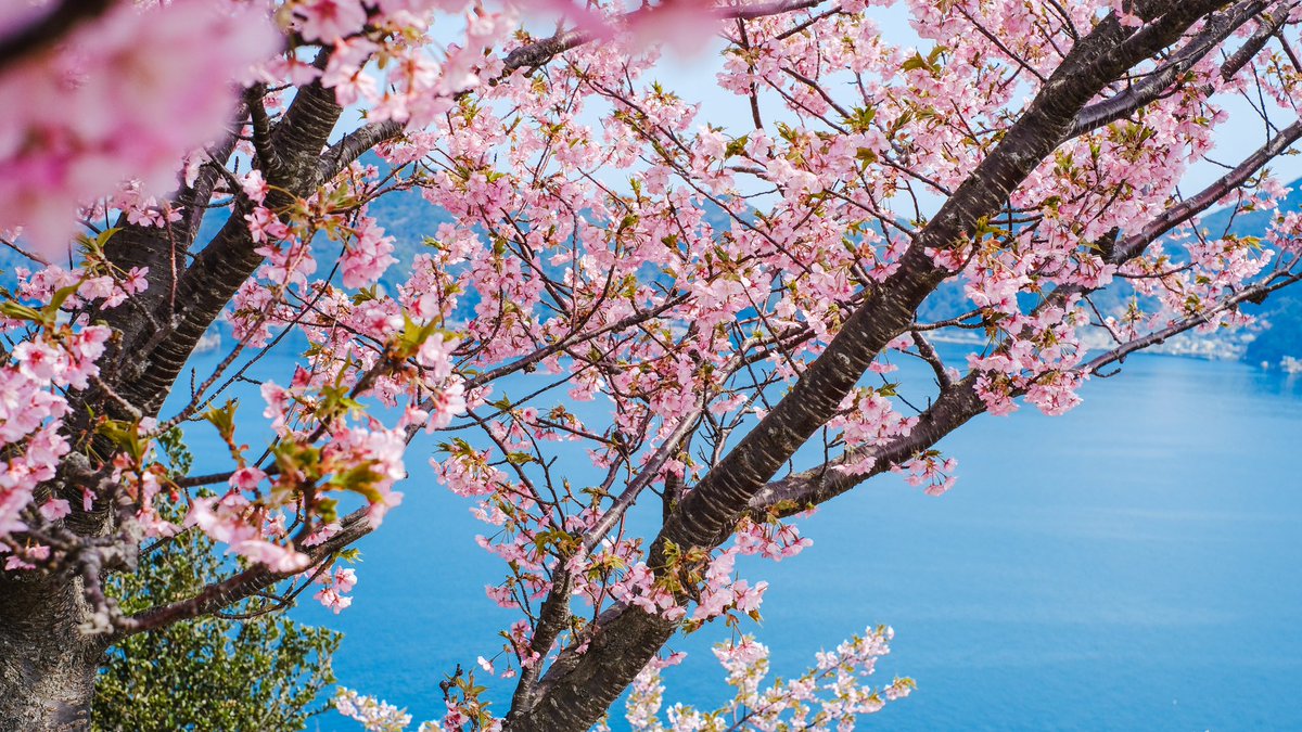 mita3_'s tweet image. 海と早咲きの桜.