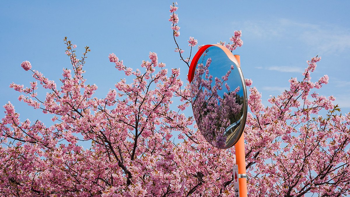mita3_'s tweet image. 海と早咲きの桜.