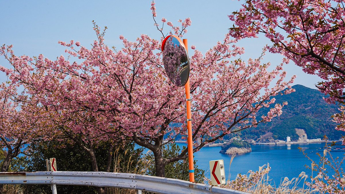 mita3_'s tweet image. 海と早咲きの桜.