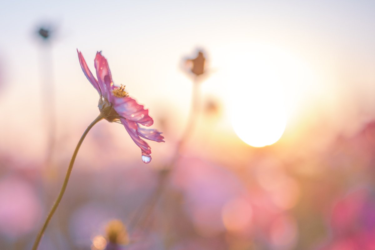 tsumugi_pt999's tweet image. 明日のあなたが笑えていますように。