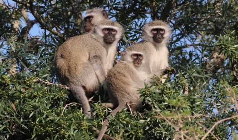 Biologie - UNIGE (@biologie_unige) on Twitter photo Conférence de la société Zoologique de Genève
📅Ce soir mardi 11 mars à 20h00
🐒Singes vervets: socialité et cognition en milieu naturel
👩🏫Prof. Erica van de Waal - <a href="/unil/">Université de Lausanne</a>
📍Aula du Collège de Saussure, Lancy
zool-ge.ch Conférence de la société Zoologique de Genève
📅Ce soir mardi 11 mars à 20h00
🐒Singes vervets: socialité et cognition en milieu naturel
👩🏫Prof. Erica van de Waal - <a href="/unil/">Université de Lausanne</a>
📍Aula du Collège de Saussure, Lancy
zool-ge.ch
