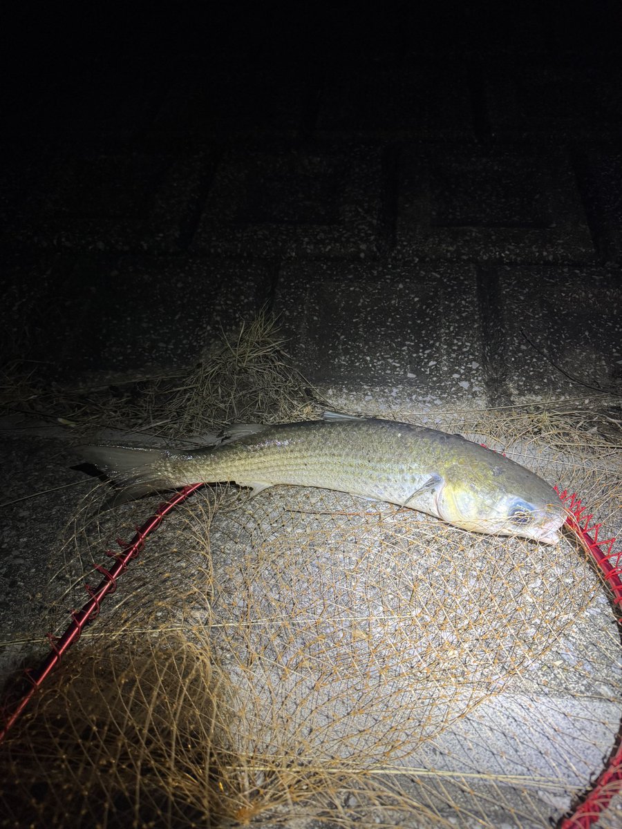 87fishing's tweet photo. スズキ釣りって大変 https://t.co/tpGuCQmy1B