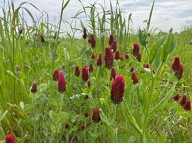 🌱 One of our <a href="/H2020Cropdiva/">CROPDIVA</a>  studies explored how small landscape features, like annual wildflower mixes, can rapidly enhance ecosystem services on arable land.
Want to know the outcome?
Read more: cropdiva.eu/sites/default/…
#ResearchImpactEU
#H2020
#H2020Cropdiva