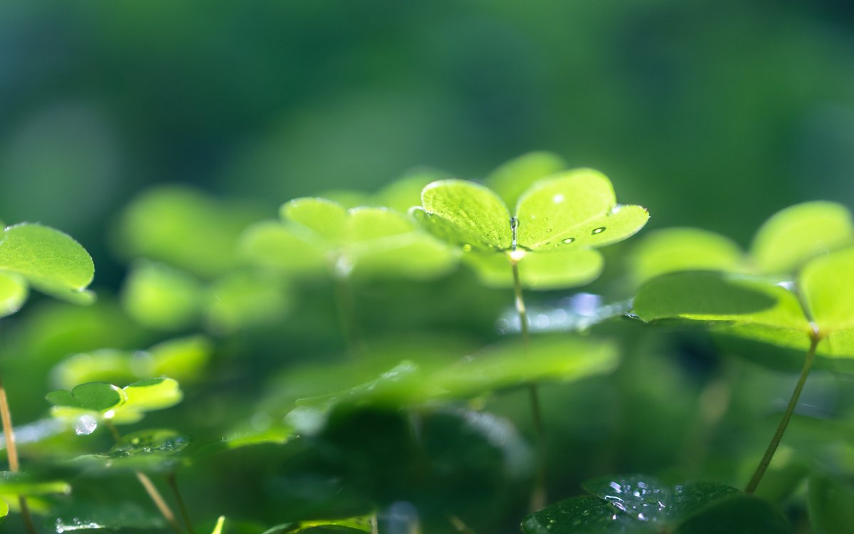 Is it time to start feeding cover and companion crops? 

In this insightful article from Farmers Weekly, experts discuss:
✅ The benefits of fertilising cover crops
✅ How to optimise nutrient uptake
✅ Practical tips for maximising returns

loom.ly/wqxvSis
 
#Agriculture