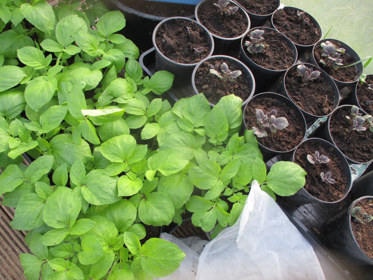 Nicky Kyle Gardening tweet media