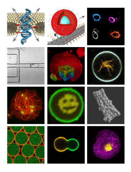 Laura Alvarez (@lauraalvarez_f) on Twitter photo Synetic Cell MC Doctoral Network PhD offer alert!📌 at <a href="/KGoepfrich/">Kerstin Göpfrich</a> group in Heidelberg!
If you are interested in RNA origami, synthetic cells, & membranes, contact Kerstin with a CV and a transcript of your records!
More info goepfrichgroup.de
& sigsyncell.crpp.cnrs.fr Synetic Cell MC Doctoral Network PhD offer alert!📌 at <a href="/KGoepfrich/">Kerstin Göpfrich</a> group in Heidelberg!
If you are interested in RNA origami, synthetic cells, & membranes, contact Kerstin with a CV and a transcript of your records!
More info goepfrichgroup.de
& sigsyncell.crpp.cnrs.fr