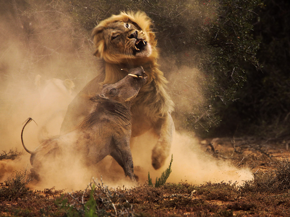Kasongo_Herd's tweet photo. Just like Kasongo never gives up, we won’t either! This initiative’s all about a better life for warthogs and making YOU rich at $KSG launch March 14th, 3 PM EST on Solana! #Kasongo Herd is about sharing—visit https://t.co/gCHyU1omN1 for the lite paper, join https://t.co/j6HQmZxTeH, like, RT, and be with us!  
#kasongo #warthog #wildlife