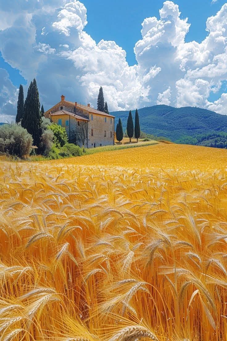 Leonor08159041's tweet photo. Good morning everyone 🌾💛💙 https://t.co/T51VQlb9kc