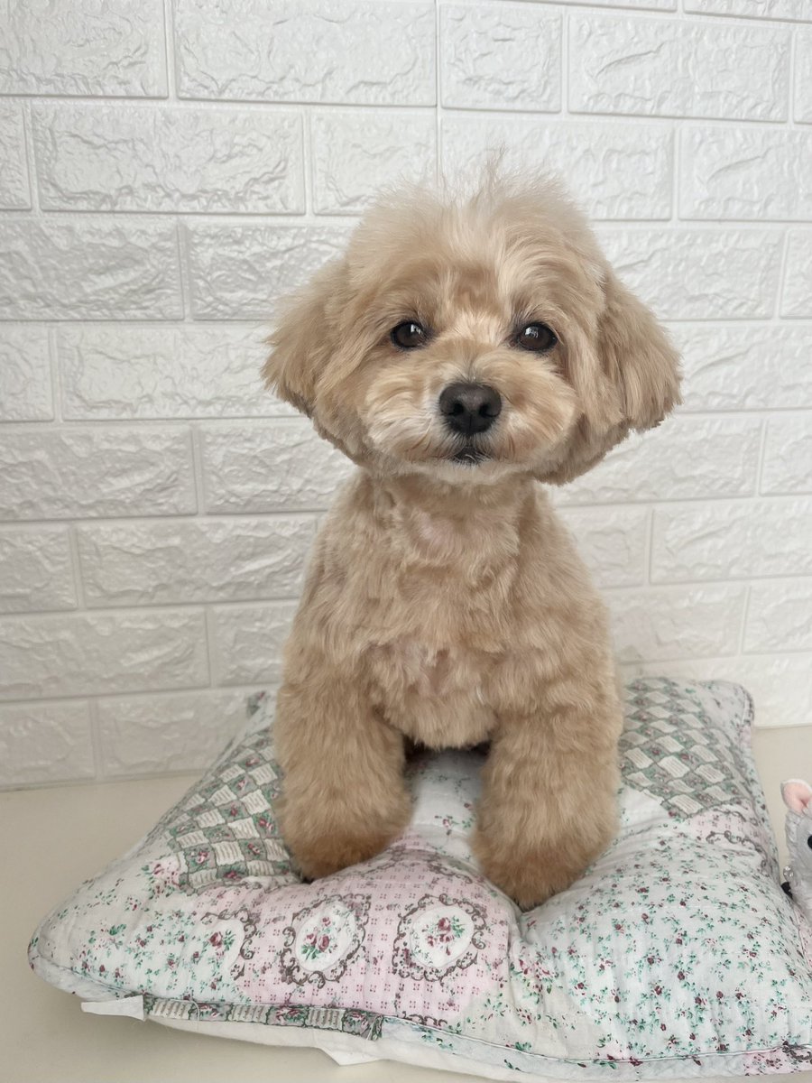 3dogsPfb's tweet photo. 2025年3月ママミング✂︎
ぱふ🐻ビフォーアフター
ぼぉろ🐻‍❄️ビフォーアフター https://t.co/z6mKv1obb7