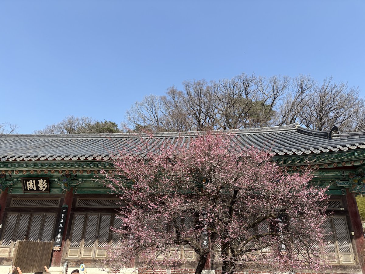 topvalue's tweet photo. 🌸매화꽃이 드디어 폈네요… 추위로 2-3주 늦어졌지만, 더 아름답게 피었습니다. 저도 시장에 물려 힘들지만, 대박 상승장은 늦춰질 뿐입니다. 다들 힘내세요!😔 #BTC #봄꽃여행 #ValueScope @Topvalue https://t.co/GyZZBuHT6B
