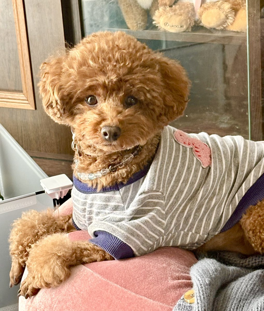 ChocoBelle_Leon's tweet photo. すっごい賢そうに見えるけどアホです😅

#レオンくん　#トイプードル3歳 #多頭飼い https://t.co/1ZPwP5QnTE