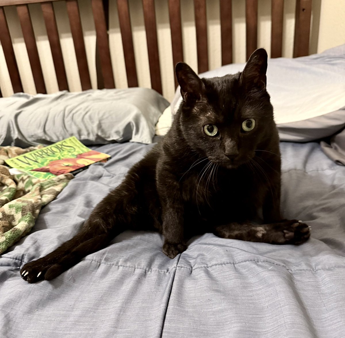 Edgar aka “Eggy” went across the rainbow bridge tonight. We are very traumatized and distraught, as it was unexpected. We will miss his goofy, big-baby ways; the way he brought us toys as gifts; and his beautiful green eyes. No more suffering now, Edgar; only peace and light. We