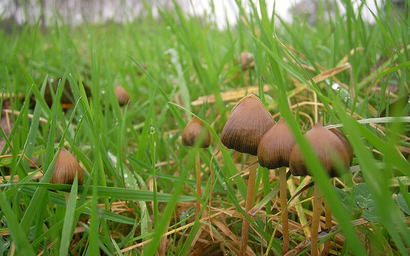EC4ES's tweet photo. While large-scale studies are lacking, Mothers of the Mushroom gathered data points concerning mothers who ingested psilocybin during pregnancy and breastfeeding; offers insight from over 400 women who have used psilocybin while pregnant or breastfeeding… https://t.co/r8IucIhLbd https://t.co/bv3DWAYFIO