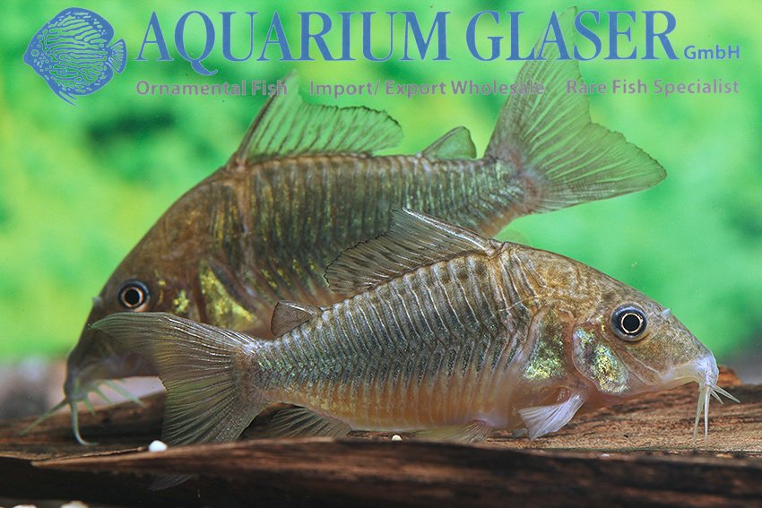 aquariumglaser's tweet photo. #Brochis #splendens #Venezuela
find more details and pics @ https://t.co/kgExUnuDLM https://t.co/krOvnhoCDh