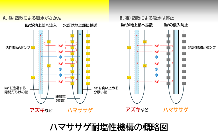 【#農研機構プレスリリース 🌱2025年3月11日】
アズキの仲間ハマササゲが高いNa+排出能力とNa+透過抑止能力という2つの仕組みにより強い耐塩性を持つこと、2つの遺伝子により高いNa+排出能力が昼に働き夜に止まることを解明しました。
naro.go.jp/publicity_repo…