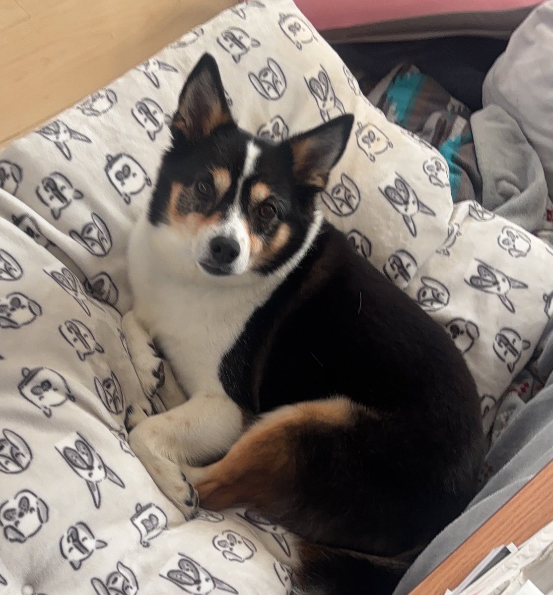 2011.3.11から14年
乙女は震災の1年後、飯館村で被災犬として生まれ保護してもらいました。
震災がなかったら会えなかったかもしれないけれど、こうやって今も元気で毎日過ごしてくれて感謝です。
311を忘れずに、黙祷を捧げます。