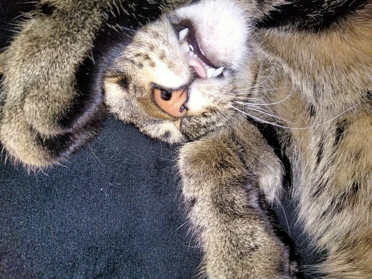 Zeke is just sleeping the day away.