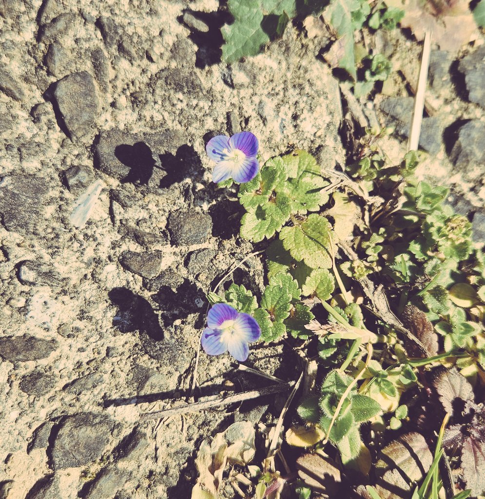 大庭「この花なんだっけ」
母「オオイヌノフグリ」
大庭「ふぐりだって！！！！」
弟「ふぐり？って何、珍しいの？」
大庭「金玉」
弟「( `◟ 、)」