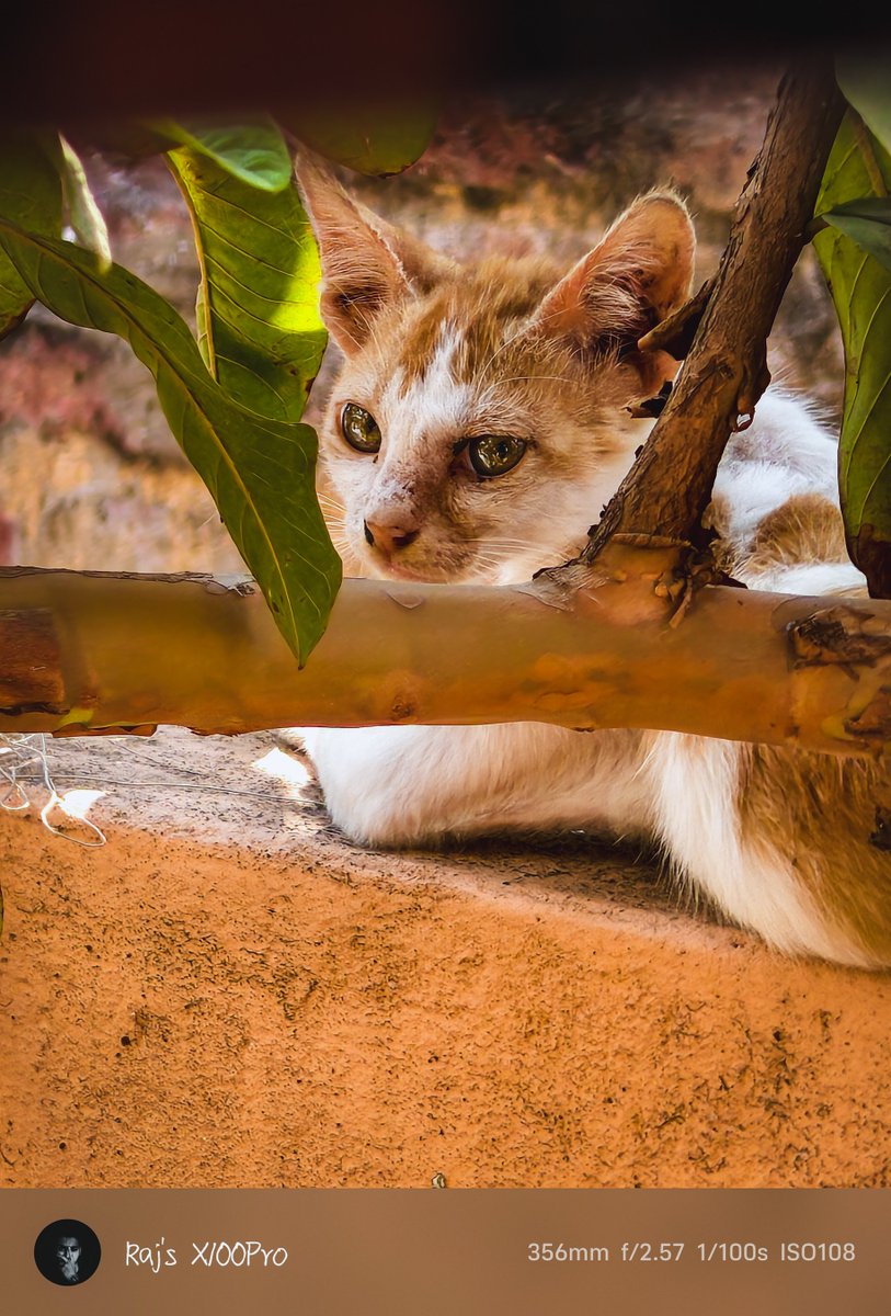DecodingRaj's tweet image. Cat 😺 
.
📸 : @Vivo_India #VivoX100Pro #zeiss