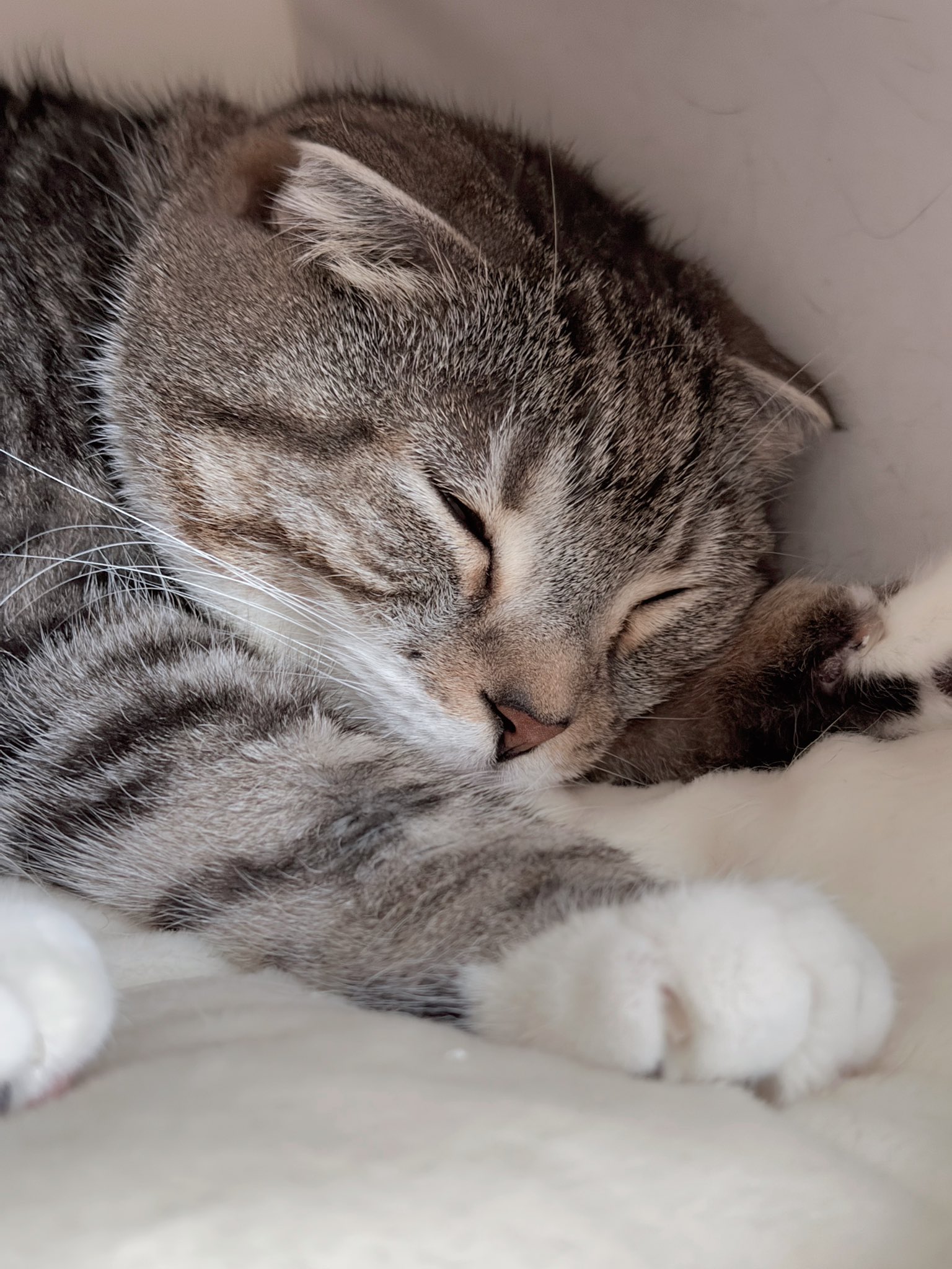 ねこぞー on X: 