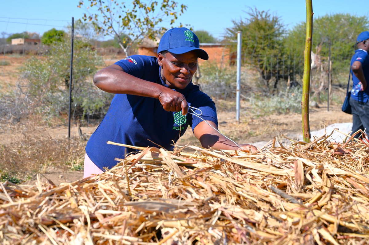 ACIARAfrica's tweet photo. From dry lands to a thriving oasis! Mrs Dube is revolutionising farming in 🇿🇼 with smart #irrigation and circular #FoodSystems. 

Her farm isn’t just feeding her family — it’s inspiring a movement!

#SustainableFarming #SDG2 #SDG17 #Resilience

🔗 https://t.co/pnnPManCVi https://t.co/xqjyzgiup0