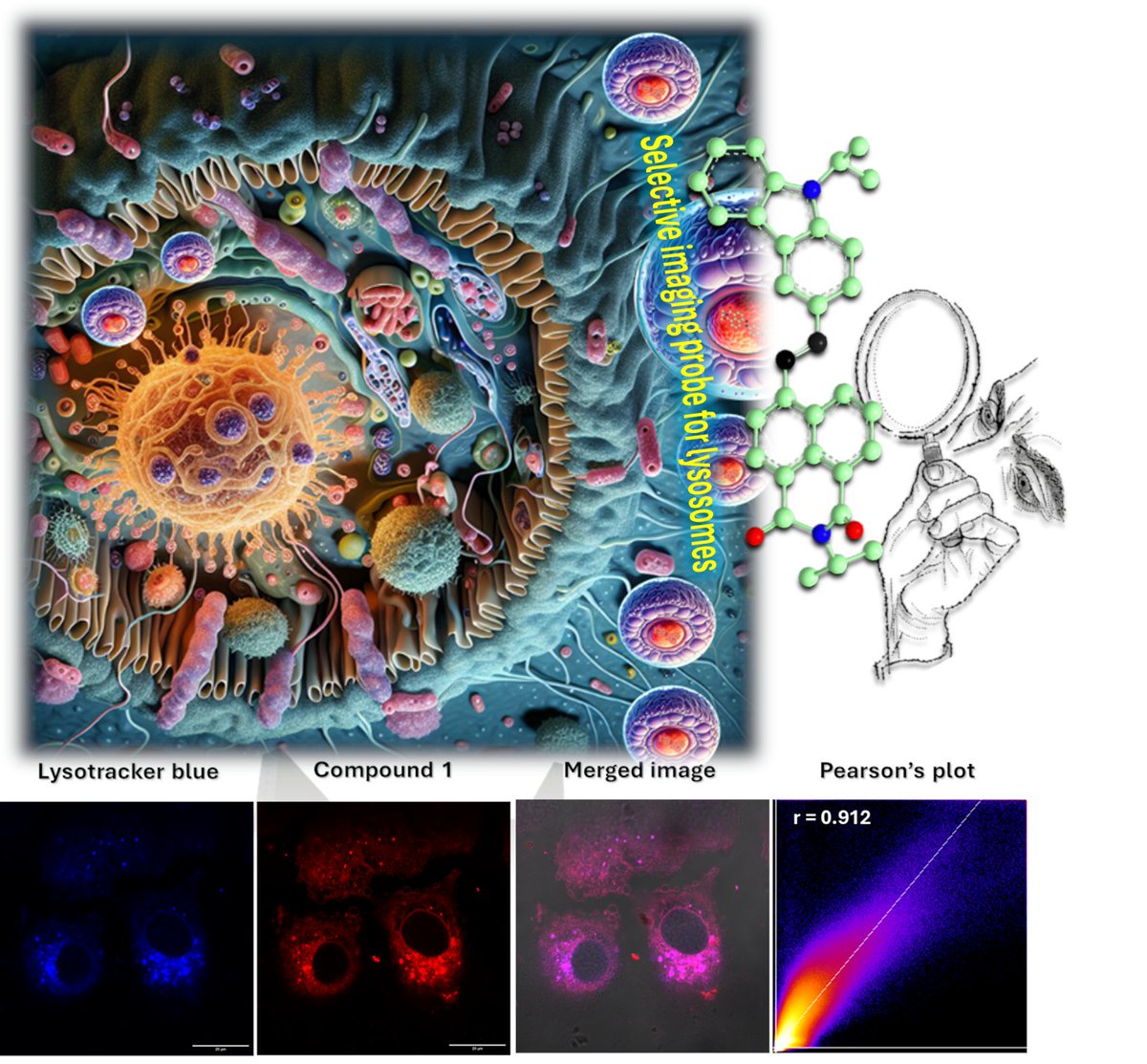 iiscbangalore's tweet image. Researchers at IPC, IISc have synthesised two new compounds made of organic constituents Naphthalimide and Carbazole. They can be used as fluorescent agents to visualise lysosomes.

🔗iisc.ac.in/lysosome-imagi…

#IIScresearch
