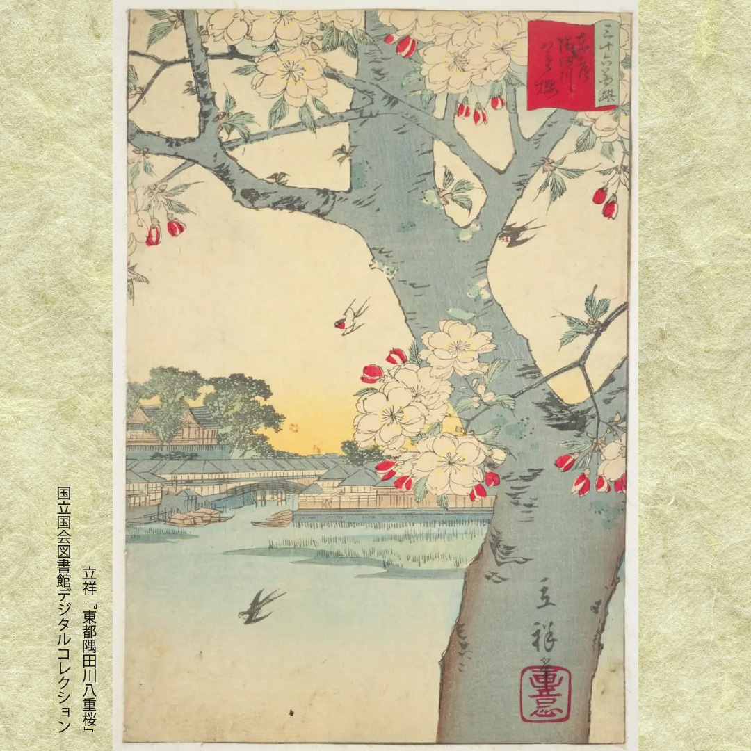 つばめ〉は桜が咲く頃にやってくるため、桜と燕がセットで描かれている