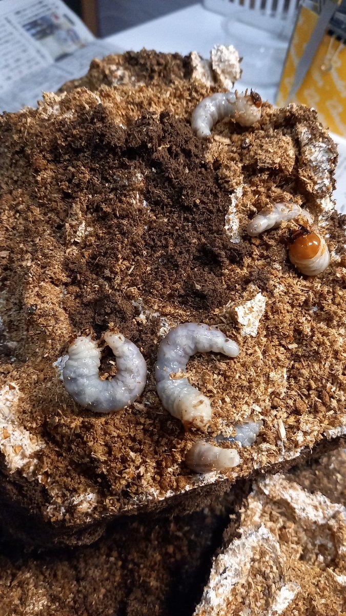 菌糸届いたからブロックの割り出し