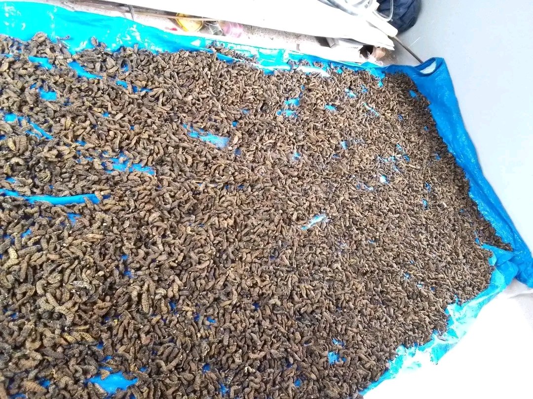 Some exporters of Phane are said to have raised concerns about the negative impact that the increase in its price has on their business

The minister of Environment and Tourism Wynter Mmolotsi says his Ministry will consult with stakeholders to determine the way forward