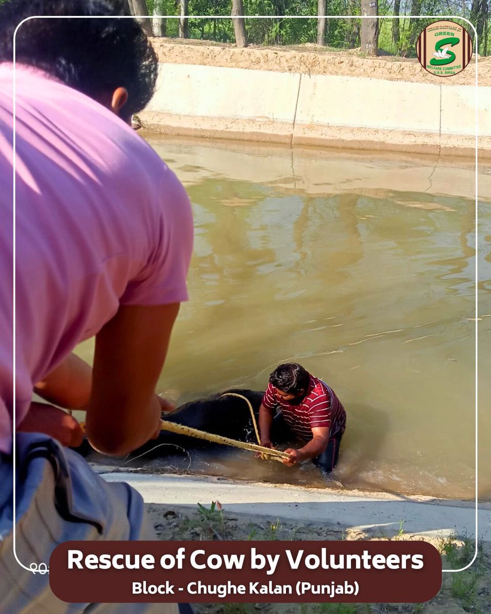 GreenSwelfares's tweet photo. When the volunteers of Shah Satnam Ji Green ‘S’ Welfare Committee step up, life wins.

A cow, struggling for its life in a canal, fought desperately to survive. In that moment of despair, the volunteers of Block Chuge Kalan emerged like angels, going all in to rescue the voiceless being. Their relentless efforts saved a precious life, earning countless blessings from the soul they saved.
Kudos to these saviours!

#AnimalWelfare #LifeIsPrecious #AnimalRescue  #SaveTheVoiceless
