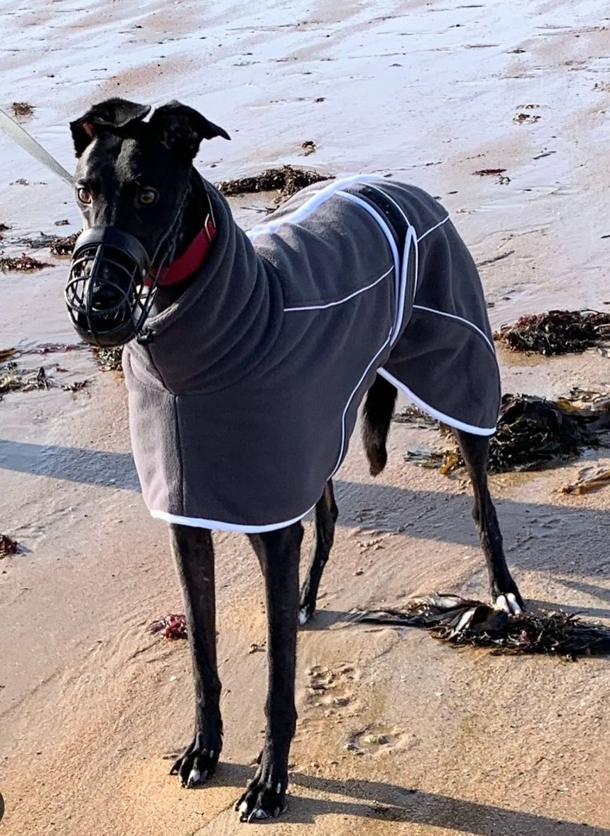 Max and his fantastic ears in our grey fleece housecoat
greytsweaters.com/collections/th…
#greyhoundcoats #whippetcoats #sighthoundfashion #greytsweaters #greyhound #whippet #dogs #pets #greyhounds #whippets #sighthounds #sale #lurcherlove #lurcher #lurchercoats #luxury #stylish