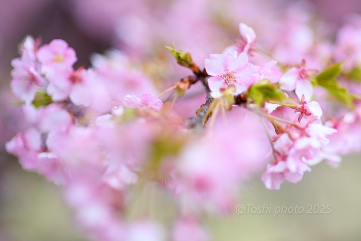 subaru_leone_rx's tweet photo. 神奈川県大井町 BIOTOPIAに咲くsakura
葉桜になりかけいますが 現在満開!
@2025年3月11日撮影
Nikon D5 + AI AF Nikkor 85mm f/1.4D IF
#大井町 #BIOTOPIA #さくら #sakura #満開 #Nikon #ニコン #D5 #一眼レフ #NIKKOR #light_nikon #nikoncreators #Photoshop #花 #flower https://t.co/jCNupjG61p