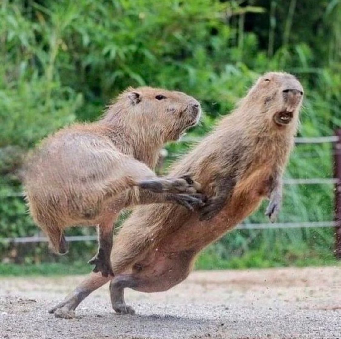 생각 그만! 카피바라 하이야~!