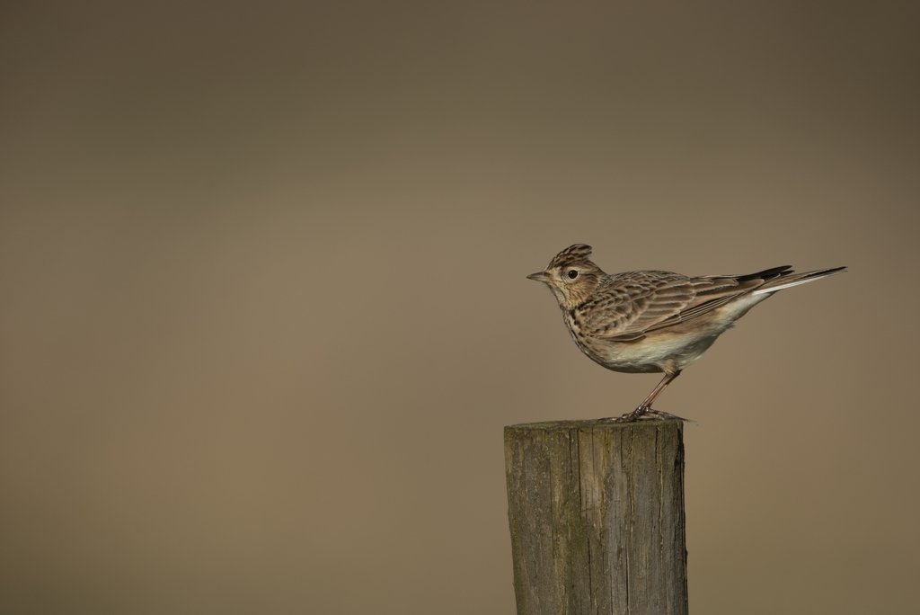 Did you know Laverock is the old Scots word for Skylark? 

These small brown birds have a distinctive little punky crest which raises when they get excited or alarmed.

📷 Ben Andrew

#TriviaTuesday