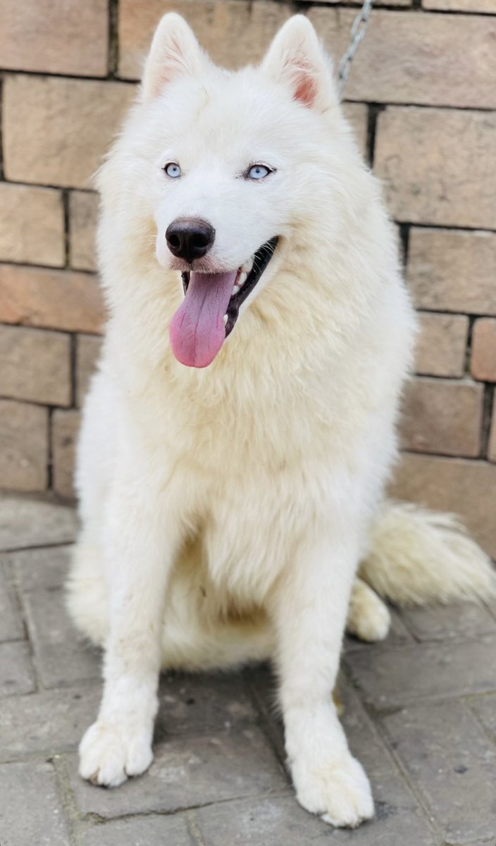 dogscareug's tweet image. We breed top dogs
work line 
Show dogs 
Pets 
Gourd dogs 
Interested reach us +256701270677
