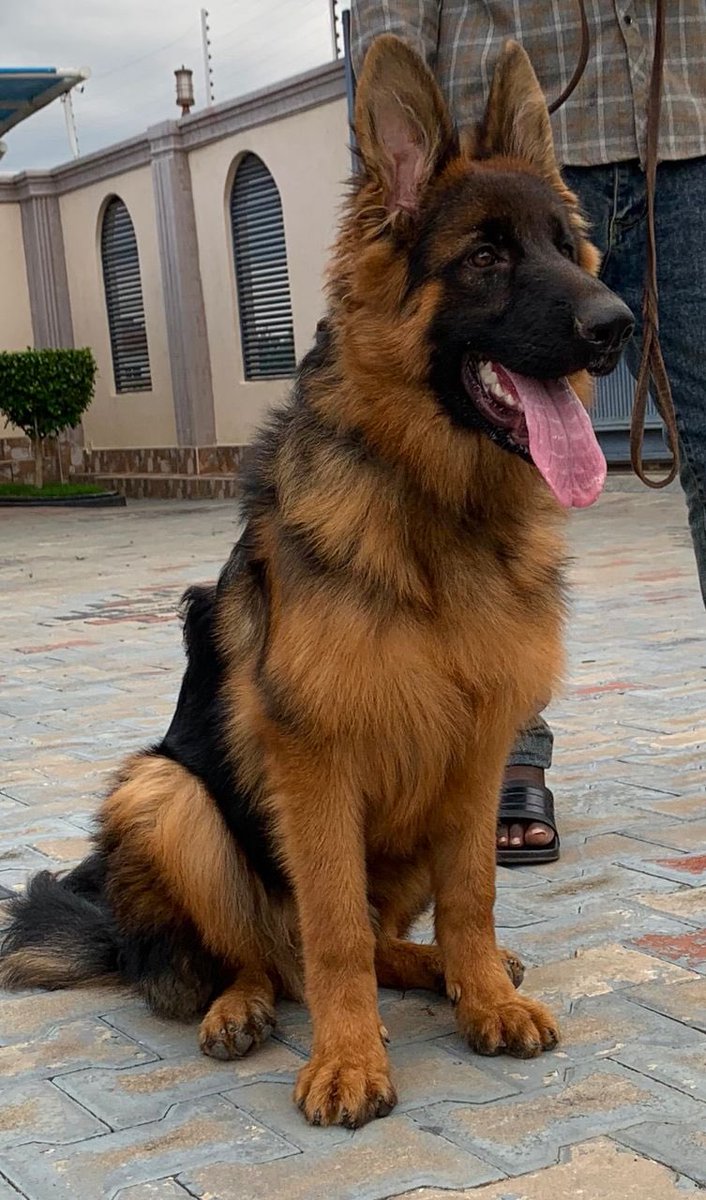 dogscareug's tweet image. We breed top dogs
work line 
Show dogs 
Pets 
Gourd dogs 
Interested reach us +256701270677