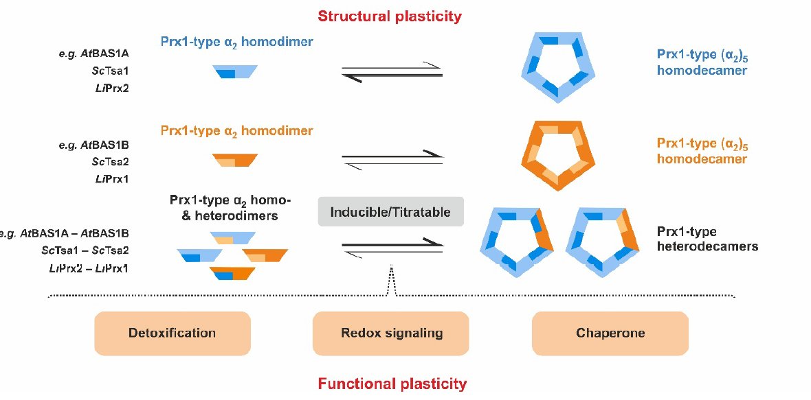 Morgan_lab (@morgan_lab_uds) on Twitter photo 1/ We are excited to share our latest work, showing that heterooligomerisation drives structural plasticity of Prx1-type peroxiredoxins. biorxiv.org/content/10.110…
This was another fantastic collaboration with;
the Deponte Lab and <a href="/MessensLab/">Messens Lab</a>. 1/ We are excited to share our latest work, showing that heterooligomerisation drives structural plasticity of Prx1-type peroxiredoxins. biorxiv.org/content/10.110…
This was another fantastic collaboration with;
the Deponte Lab and <a href="/MessensLab/">Messens Lab</a>.