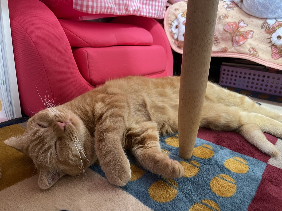 euol_c's tweet photo. 痛くて辛いけど、猫ちゃんが癒してくれます🐱 https://t.co/y71MbF385e