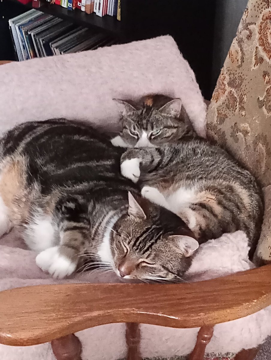 diebellagioia's tweet photo. @ShouldHaveCat Good morning from East Frisia/Germany... These two are Leni and Ben
Have a nice day! https://t.co/s7nbt3LhfJ