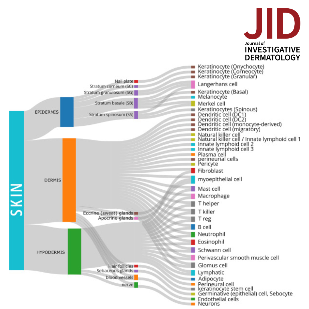 How Can Spatial Transcriptomic Profiling Advance Our Understanding of Skin Diseases? See Kumaran et al's Review Article
doi.org/10.1016/j.jid.…
#dermtwitter #dermscience #dermatology #dermresearch