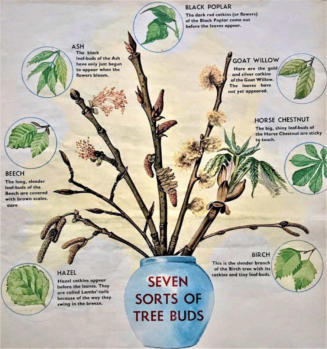 “Seven sorts of tree buds”

Treasure magazine, 1965