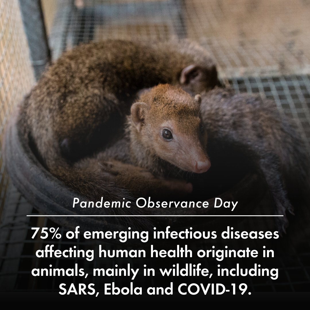 📢 If we want to avoid and prevent future pandemics, we must change our relationship with animals! Strengthening laws to protect wildlife is not just vital—it's an urgent necessity to halt this dire trend and safeguard our natural world. #PandemicObservanceDay