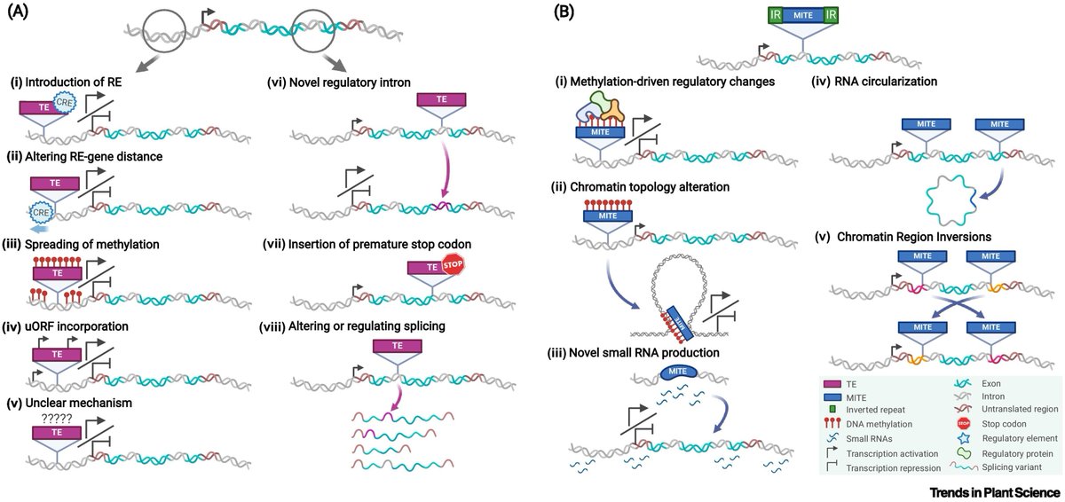 manavellalab's tweet image. Do you want to know more about how transposons control plant gene expression? here is our new review, with a twist 😉, may the force be with you!
"The genome awakens: transposon-mediated gene regulation"
Trends in Plant Science cell.com/trends/plant-s…