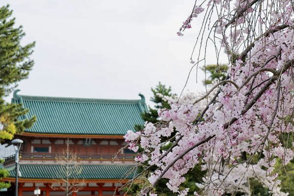 insightkyoto's tweet photo. 過去Pic【岡崎公園周辺と満開の桜】2023/3/31撮影

桜のピーク期で、満開に近い状態でした。

🔗 https://t.co/ExxfzMpzl6

⛩京都フォトブログ<8か国語>
おすすめ観光スポット300ヶ所・630記事以上

#insightkyoto  #beautiful_kyoto 
#京都観光  #日本の四季  #美しい京都 
#岡崎公園  #岡崎公園周辺  #満開の桜