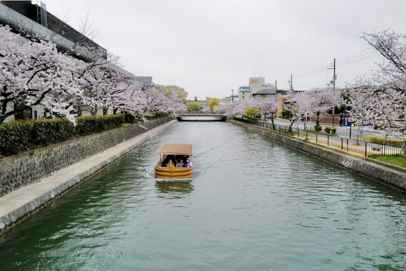 insightkyoto's tweet photo. 過去Pic【岡崎公園周辺と満開の桜】2023/3/31撮影

桜のピーク期で、満開に近い状態でした。

🔗 https://t.co/ExxfzMpzl6

⛩京都フォトブログ<8か国語>
おすすめ観光スポット300ヶ所・630記事以上

#insightkyoto  #beautiful_kyoto 
#京都観光  #日本の四季  #美しい京都 
#岡崎公園  #岡崎公園周辺  #満開の桜