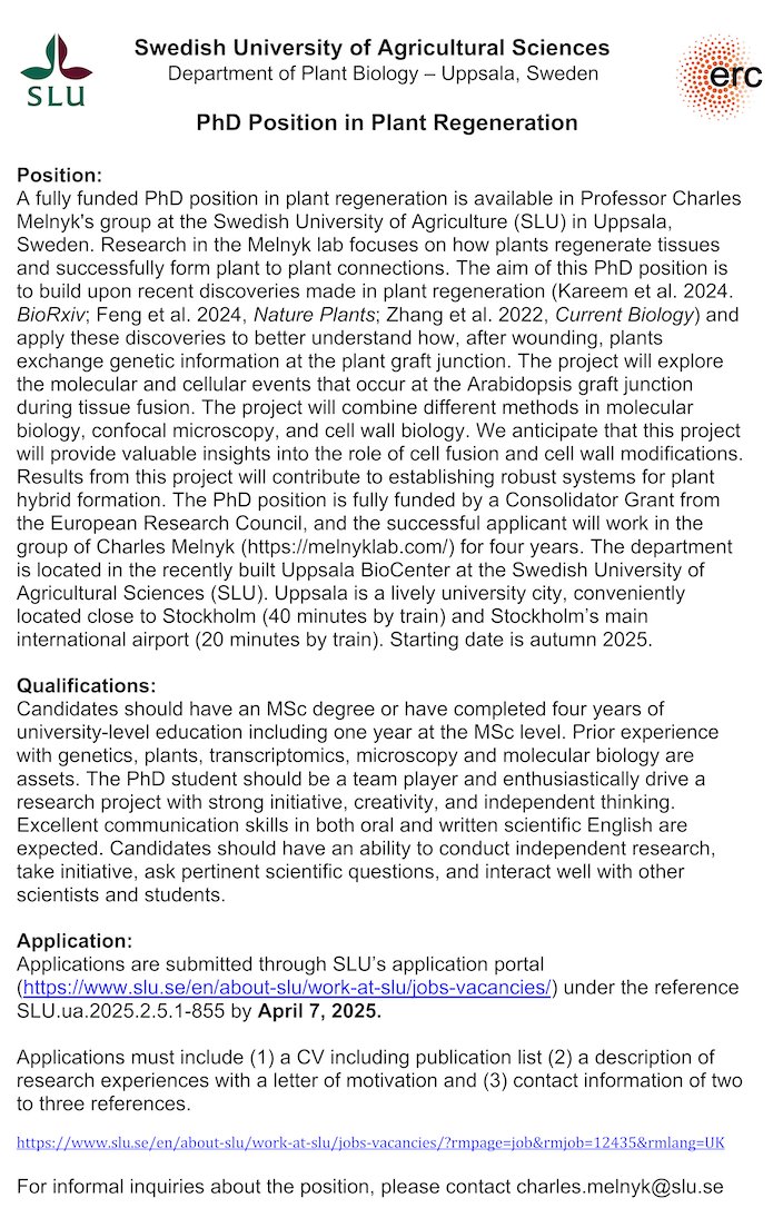 A PhD position is available in my group <a href="/_SLU/">SLU</a>. Come join us in Uppsala, Sweden to work on plant regeneration and graft hybrid formation! Details below. Please RT. #plantgrafting #plantscijobs